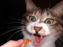 Possesed Cat