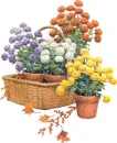 Flower Pots