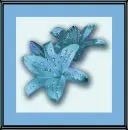 Blue Lillies