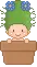 baby cactus