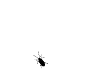 bug