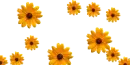 yellow flowers