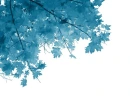 Blue leaf