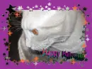 Cat wishing a happy halloween