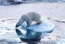 Polar Bears... We can save them. go to www.save-the-world.zoomshare.com