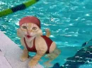 A Cat Swimming-LOL