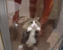 Poor Kitty