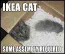 Mailing the Cat