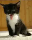 Crazy Kitty