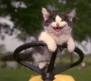 Cat at the Wheel