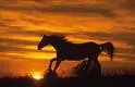 Horse Sunset