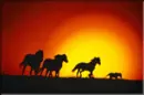 Wild Horses at Sunset