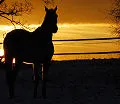 Wild Horse at Sunset