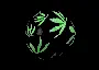 Weed