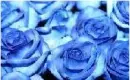 PREETY FLOWERS