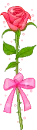 red rose