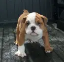 English Bulldog