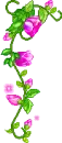 cute violet flowers