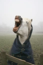 Yawning Horse in a Coat