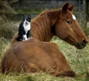 Horse and Kitty
