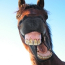 Funny Horse