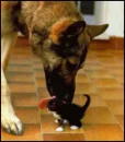 Dog Love