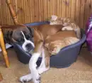 Dog and Cat Together