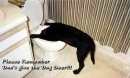 Drunk Dog!!! Alert!!!! LOL