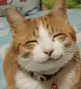 Smiley Kitty