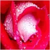 The Rose Of Love