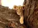 Baby Lion