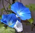 Morning Glories