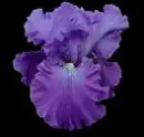 Purple Iris