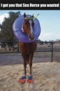 horses