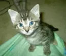 Cats are Cool
