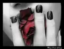 red rose