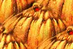 pumpkin eyes