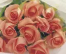 pink rose