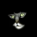 Eyes cat