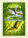 Animals