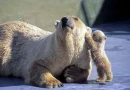 polar bear