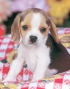 beagle1