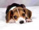 beagle3