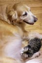 cats and dogs