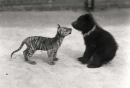 baby tiger and cub