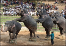 elephants