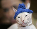 cool cat 