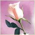 Single Pink Rose with Glitter