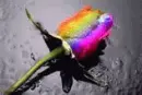 Rainbow Rose with Glitter