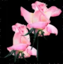 pink roses